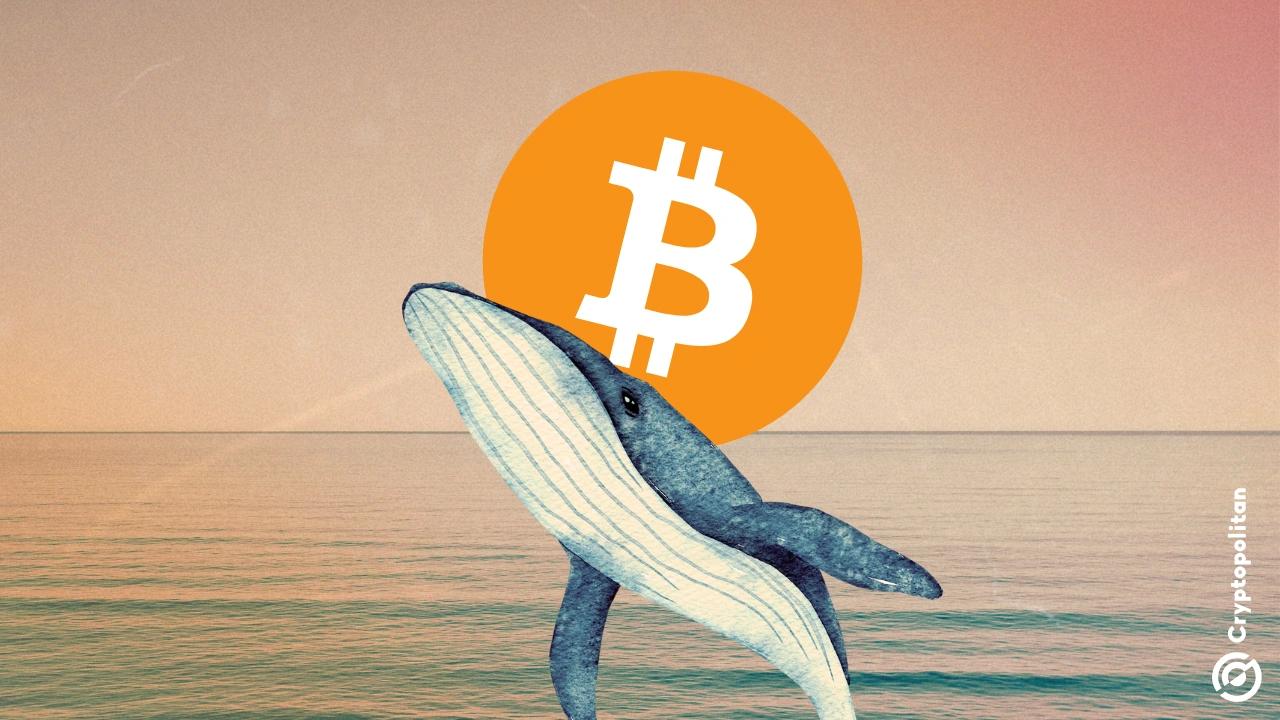 比特币巨头看涨期权提高至10万美元,预测特朗普上任后将带来新一波反弹